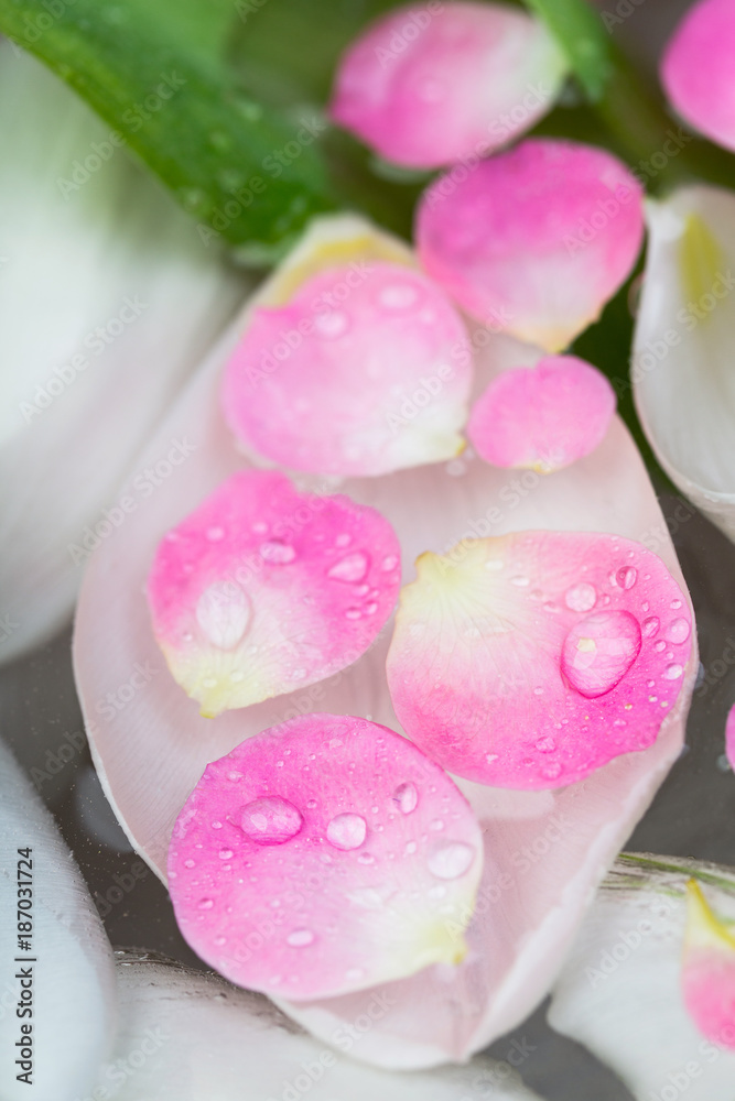 floral arrangement, decoration, spa concept. there are few small pink petals are floating on the water surface under big one petal of tulip that look like sink with pearls