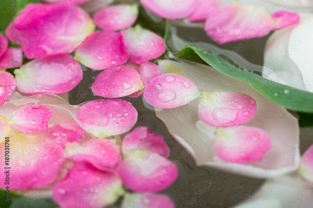 spa procedure, season, nature concept. there are numerous of petals that have bright pink colour on the edges and almost white and yellow at the base, they are on the surface of water