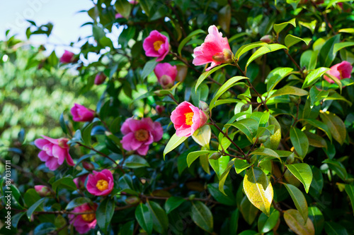 Foto Camellia