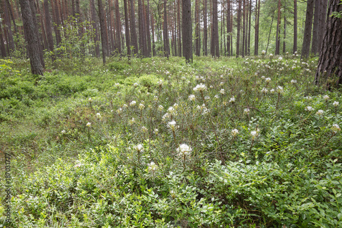 Fototapeta Naklejka Na Ścianę i Meble -   Labrador tea or wild rosemary.(Rhododendron tomentosum).Grows in the wild nature in the pine wood.