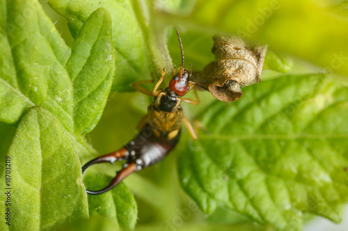 Earwig look for the dry leaf of tomato plant to feed. Male exemplar of Forficula auricularia, a well known insect pest in farming
