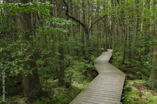 Boardwalk through White Cedar Swamp photo