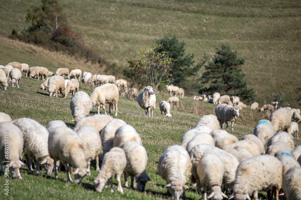 Between sheeps Between sheeps