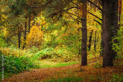 Autumn forest landscape. Colorful wild nature. Yellow foliage falling on ground. Fall in forest.