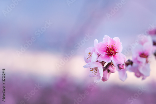 Pink cherry blossoms in spring