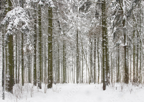 Snowy winter forest. White snow in cold frosty forest. Winter background.