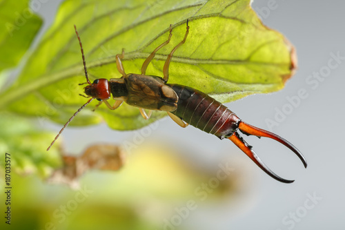 Close-up of earwig hanging on small and damaged leaf of tomato plant, on gray background. Forficula auricularia is a well known insect pest in farming