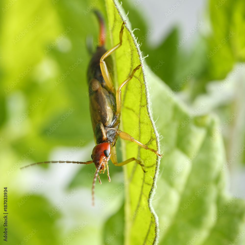 Beautiful earwig on green leaf looks to camera. Highly detailed macrophotography of male exemplar of Forficula auricularia in tomato plants at orchard Beautiful earwig on green leaf looks to camera. Highly detailed macrophotography of male exemplar of Forficula auricularia in tomato plants at orchard