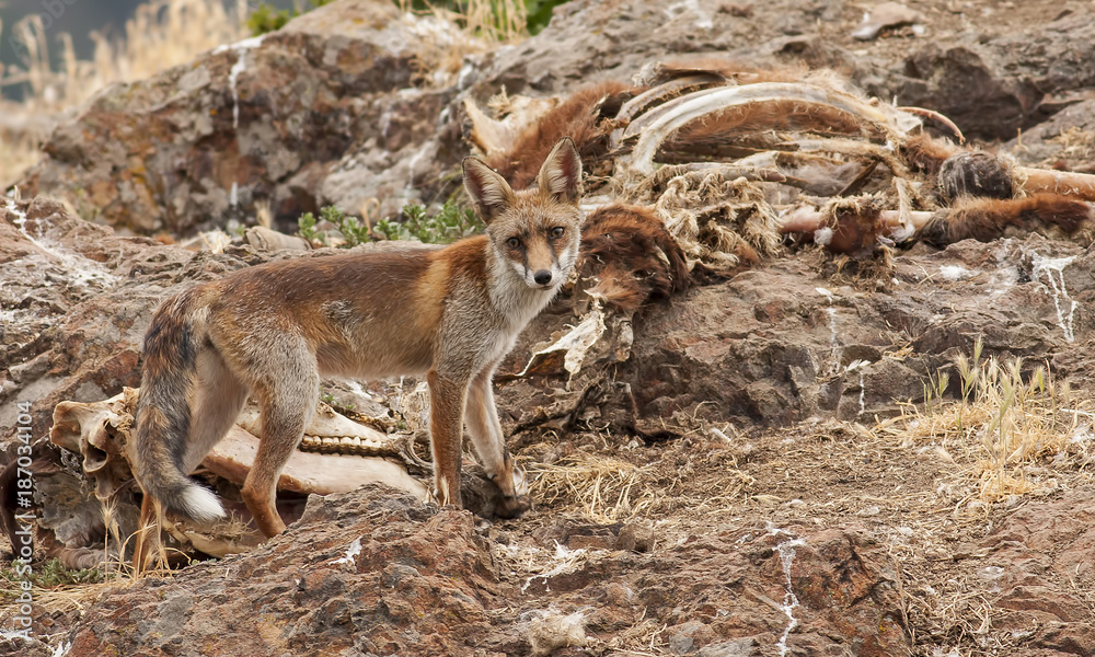 Naklejka premium Red fox