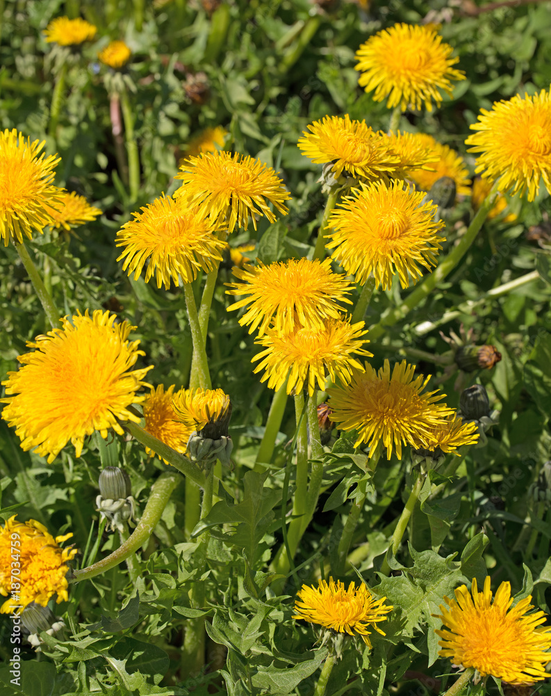 Löwenzahn, Taraxacum, Blüten Löwenzahn, Taraxacum, Blüten