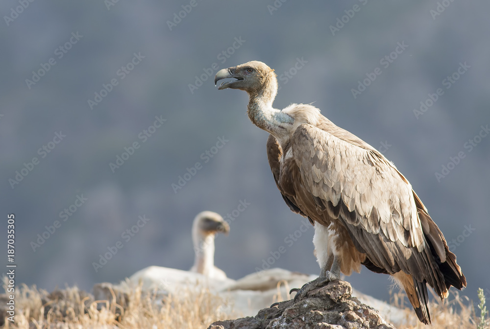 Obraz premium Griffon Vulture