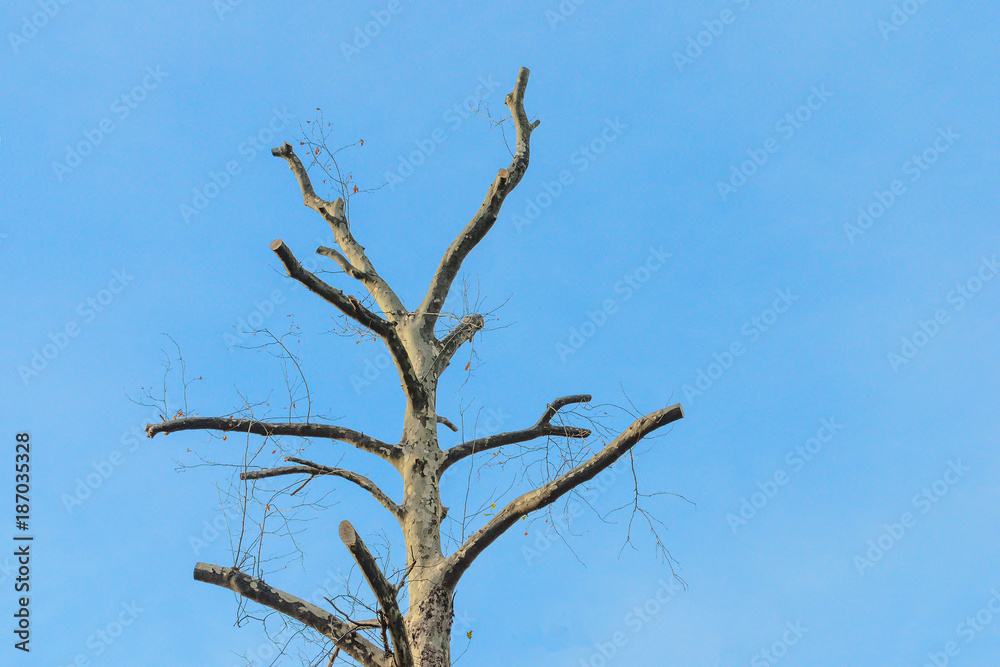 dry, lonely tree, against the sky dry, lonely tree, against the sky