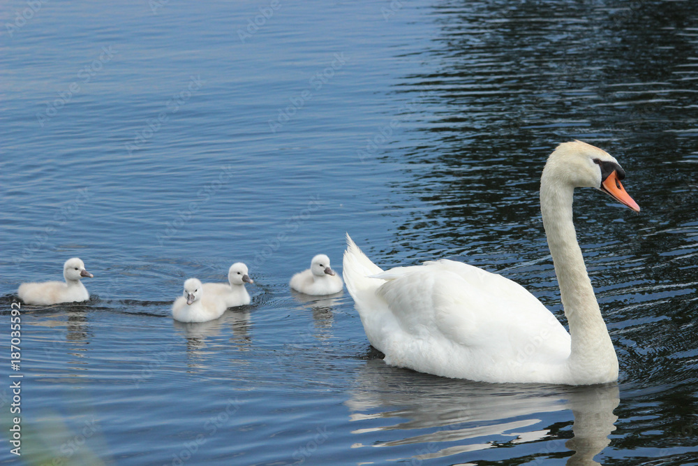 Fototapeta premium Follow Mom Mute Swan Family;y 