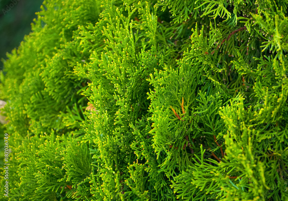 Thuya bush in the garden close up. Gardening. Thuya bush in the garden close up. Gardening.