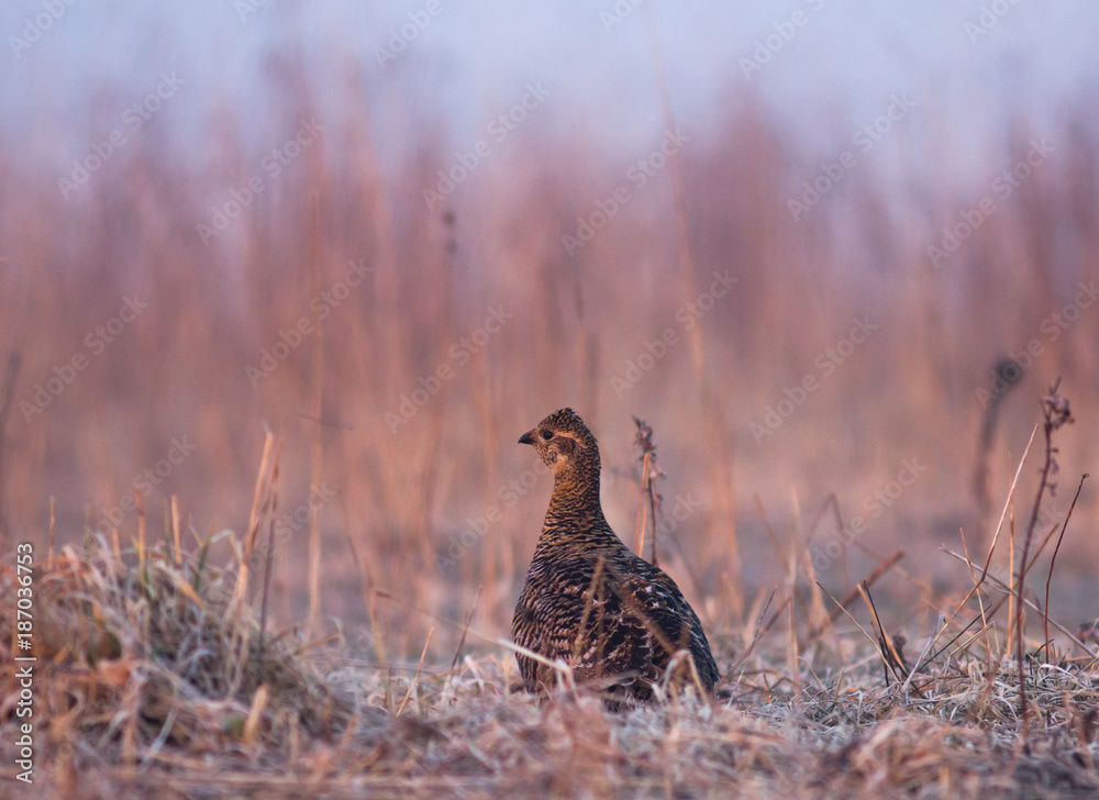 Black Grouse (Tetrao tetrix) female in the field Black Grouse (Tetrao tetrix) female in the field