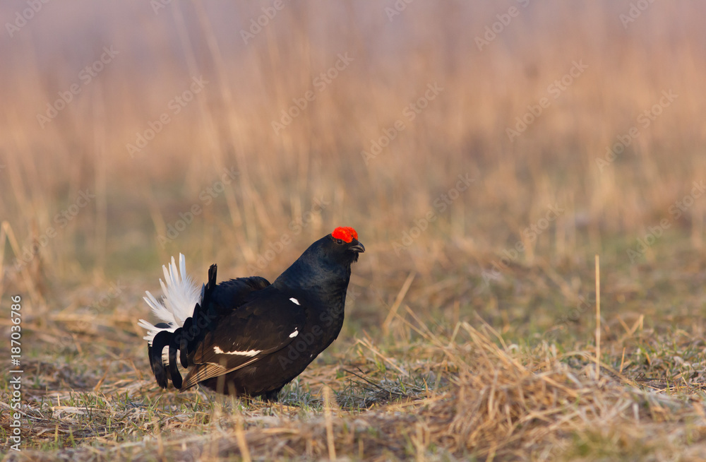 Black grouse (Tetrao tetrix) in the field Black grouse (Tetrao tetrix) in the field