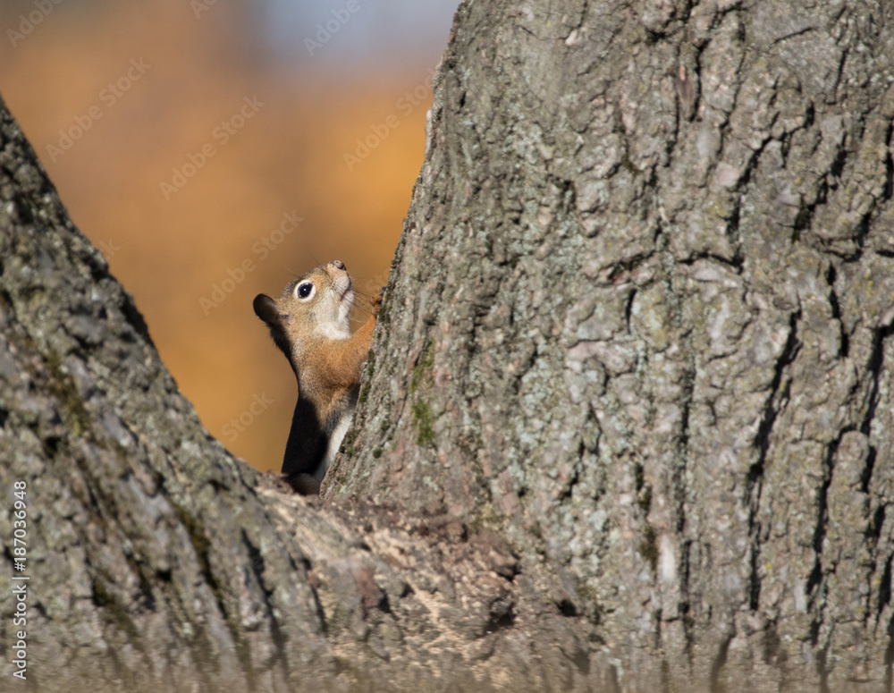 Obraz premium Red Squirrel