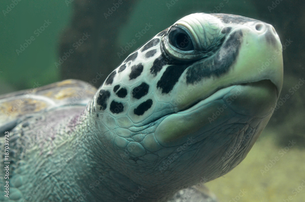 Obraz premium Turtle swimming in an aquarium