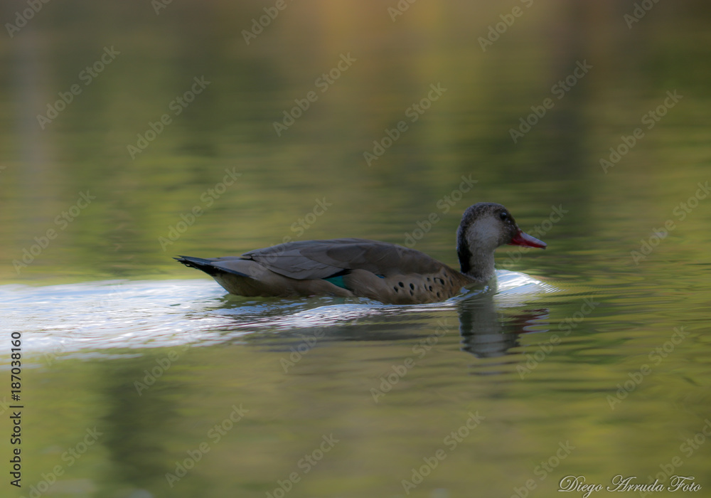 Duck Duck