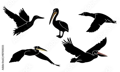 silhouette pelicans and ducks