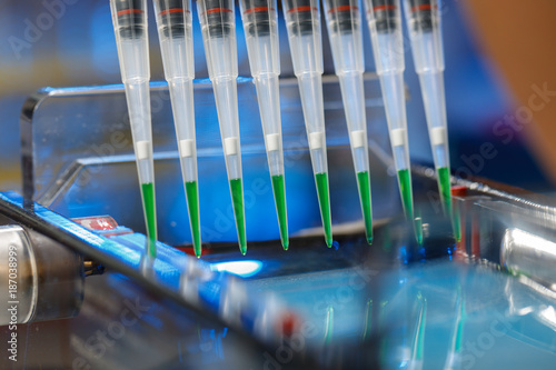 loading amplified DNA samples to agarose gel with multichannel pipette photo