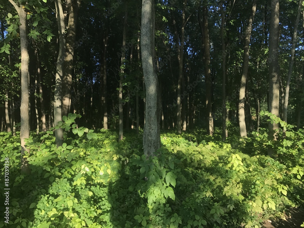 Obraz premium Bosque en Quebec 