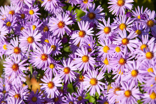 Purple daisies in the garden