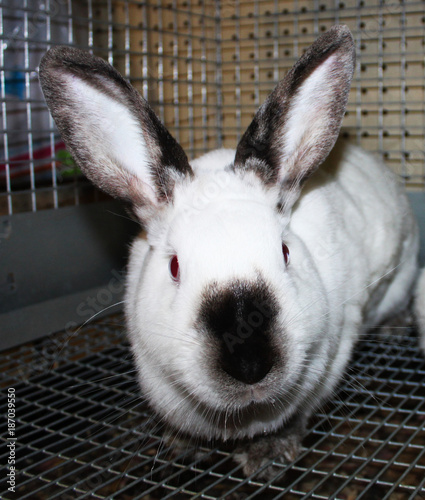 rabbit