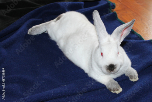 bunny