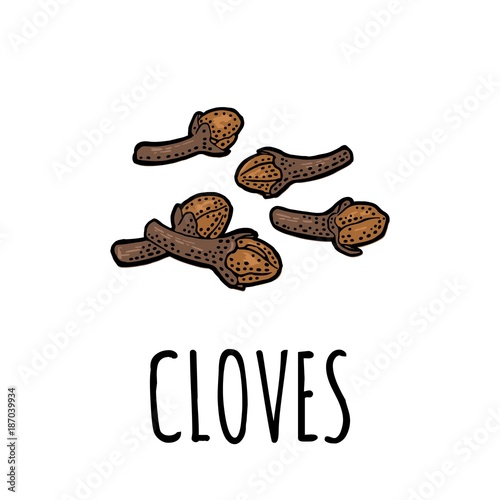 Cloves. Vector color and monochrome vintage engraved