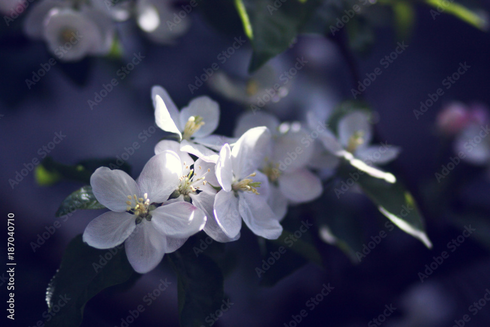 Obraz premium Background with branche of blooming apple tree.