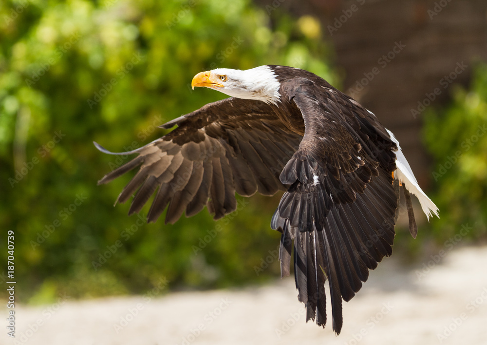 Bald Eagle - Pyguargue à tete blanche Bald Eagle - Pyguargue à tete blanche
