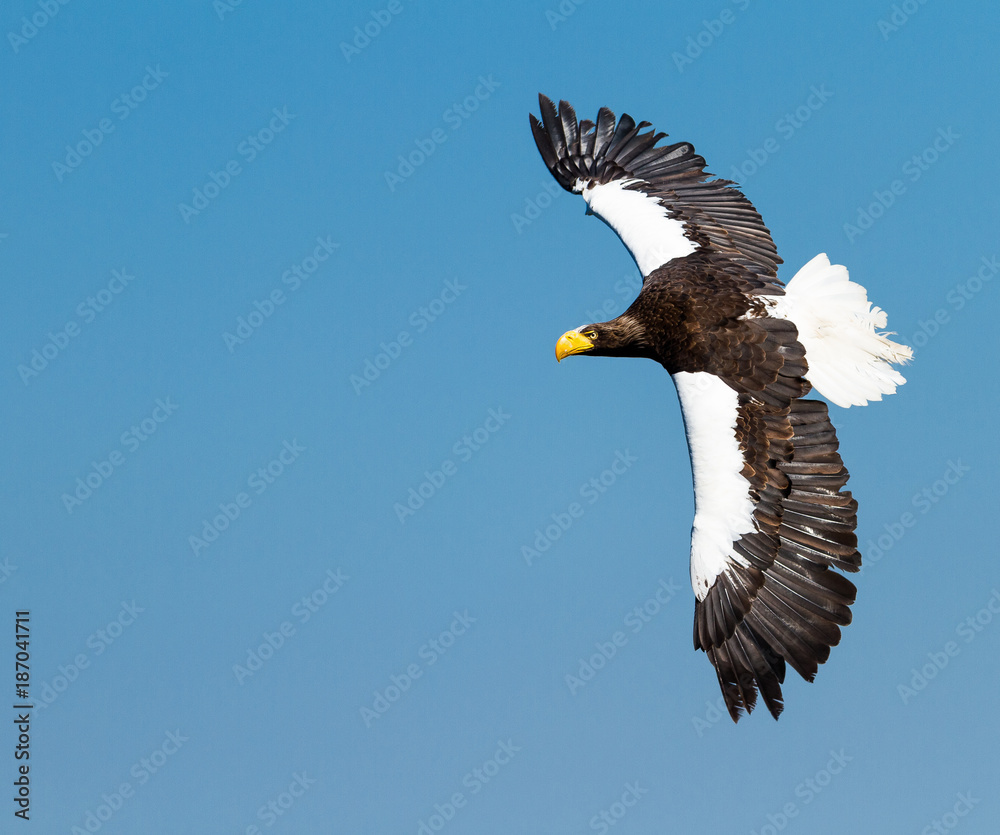 Obraz premium Sea Eagle - Pygargue de Steller