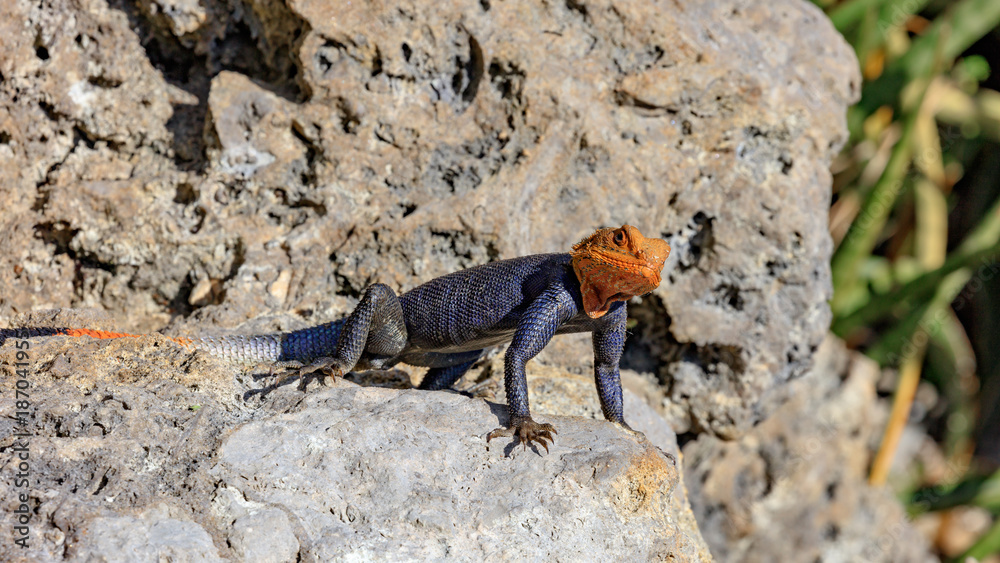 Obraz premium Common Agama, Agama agama, mature male, is watching you, Florida