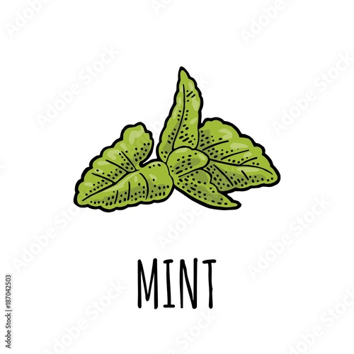 Mint leaves. Engraving vintage vector illustration.