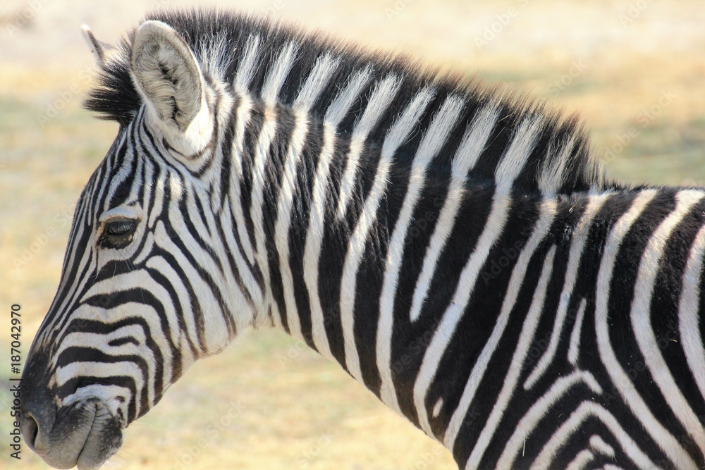 Zebra Moremi Nature Reserve Botswana Zebra Moremi Nature Reserve Botswana