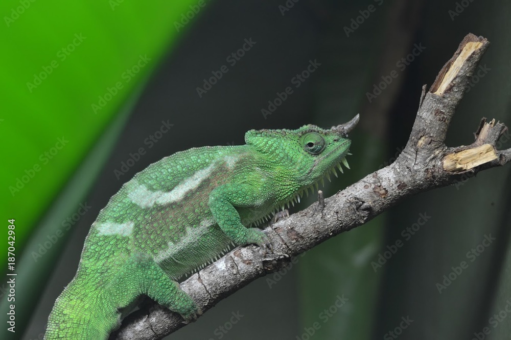 Fototapeta premium Close Up Chameleon