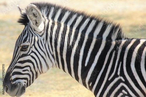 Zebra Moremi Nature Reserve Botswana © eickys