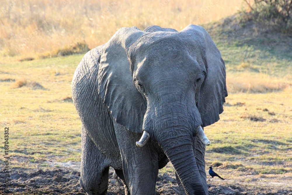 Fototapeta premium Elefant Moremi Nature Reserve Botswana