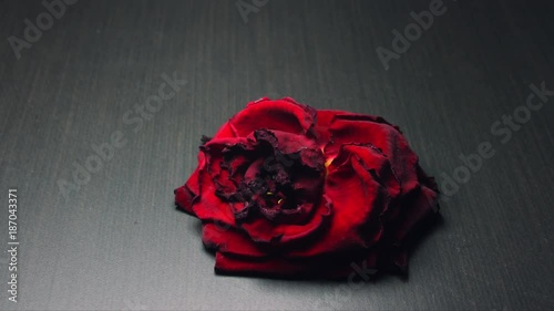 Drying flower, dry rose from red fresh to black die. Time lapse