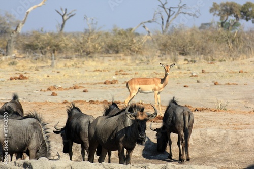 Gnu Moremi Nature Reserve Botswana