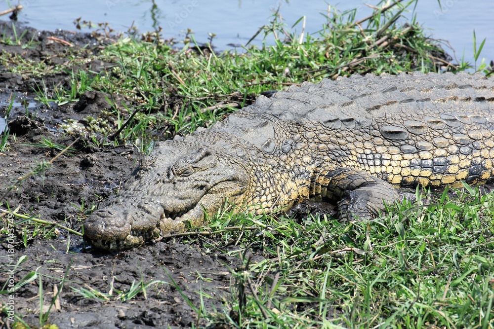 Krokodil Chobe River Botswana Krokodil Chobe River Botswana
