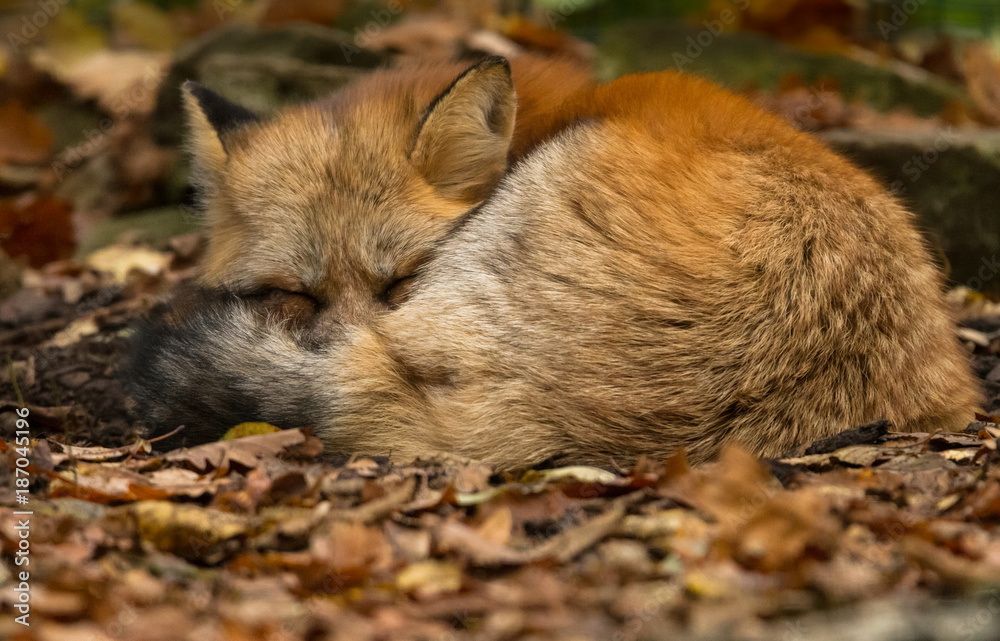 Fototapeta premium Red Fox - Renard Roux