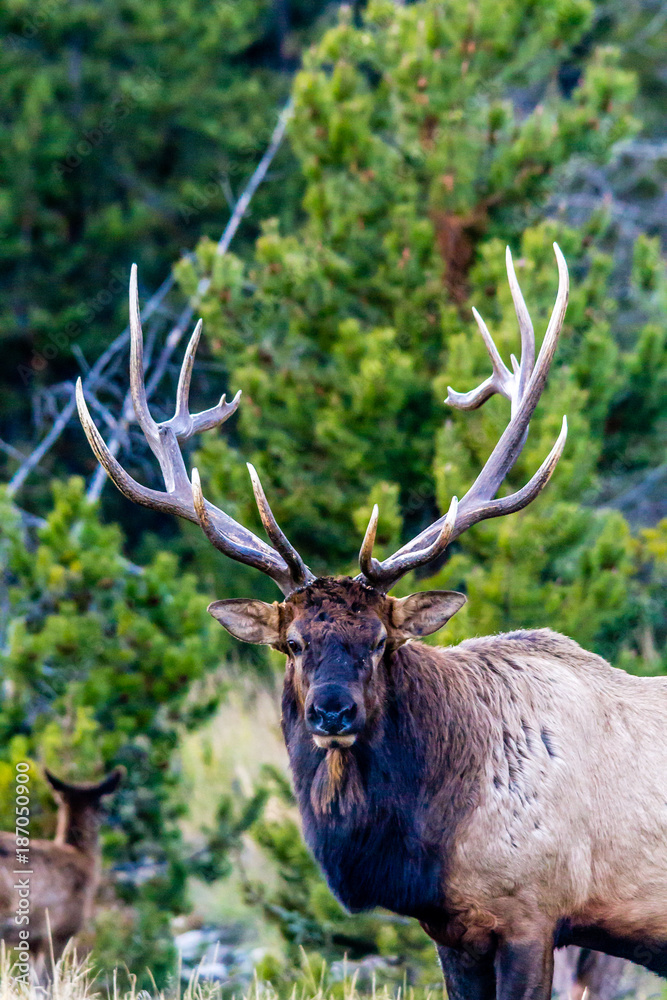 Bull elk in portrait, Banff National Park, Alberta, Canada Bull elk in portrait, Banff National Park, Alberta, Canada