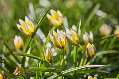 yellow wild tulip in the garden. Bieberstein Tulip. photo