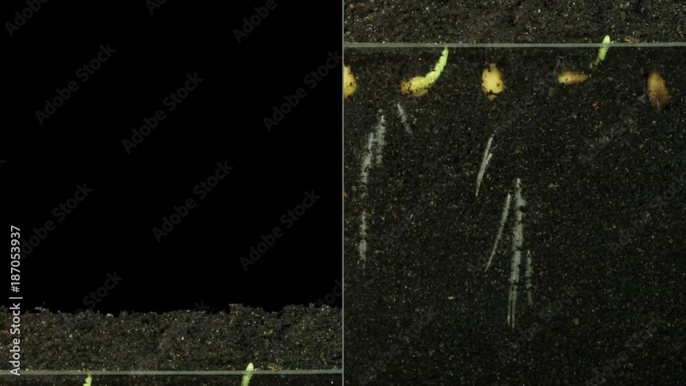 Time-lapse of germinating wheat seeds (below and above the surface) 6c3 in RGB + ALPHA matte format isolated on black background