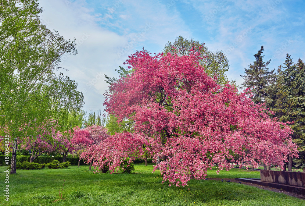 Naklejka premium Ornamental garden with majestically blossoming large cherry trees