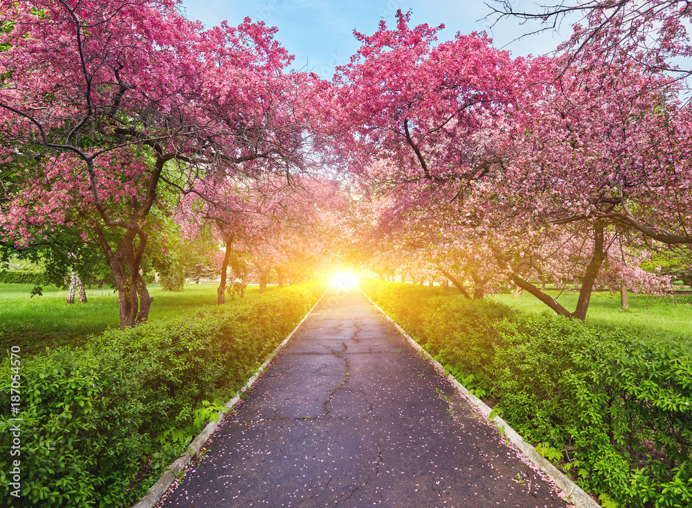 Park with alley of blossoming red apple trees. Park with alley of blossoming red apple trees.