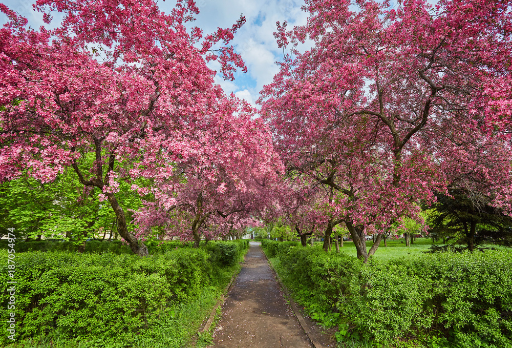 Park with alley of blossoming red apple trees. Park with alley of blossoming red apple trees.