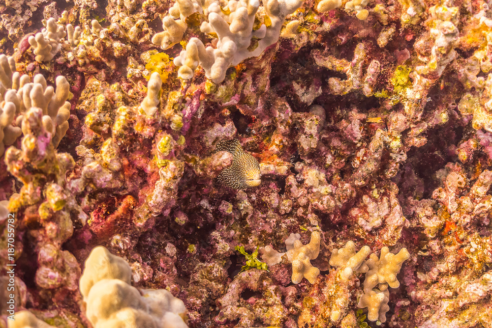 Eel Camouflaged in Coral Reef